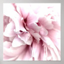 Search for peony art Pink