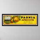 Search for apricot art Fruit