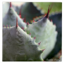 Search for agave tiles Succulent
