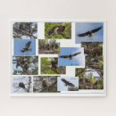 Search for eagle puzzles Birds