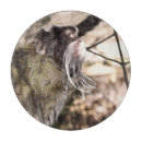 Search for monkey chops Cute