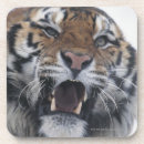 Search for aggressive barware Wildlife