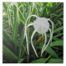 Search for the swamp tiles Ceramic