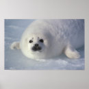 Search for harp posters Canada