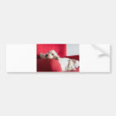 Search for orange and white bumper stickers Pet