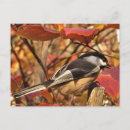Search for chickadee postcards Nature