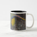 Search for angelfish mugs Underwater