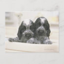 Search for cocker spaniel postcards Puppy