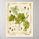 Search for vintage grape vine posters Illustration