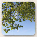 Search for blue trees coasters Sky