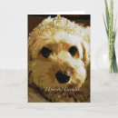 Search for cavapoo cards Pet