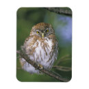 Search for juvenile magnets Animals in the wild