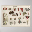 Search for internal art Human