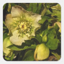 Search for hellebore stickers Helleborus