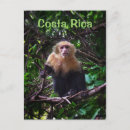 Search for monkey photos postcards Animals