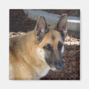 Search for herding dog magnets Animals