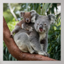 Search for koala posters Baby