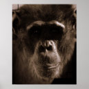 Search for chimp posters Primate