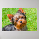 Search for yorkshire terrier posters Black