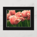 Search for nature border cards Flowers
