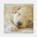 Search for poodle puppy magnets Animal