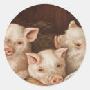 Search for cute piglet stickers Pigs