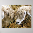 Search for cotswolds posters Sheep