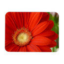 Search for gerbera daisy rectangular magnets Orange