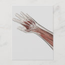 Search for physiology postcards Muscular system