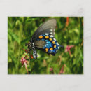 Search for invertebrates postcards Wildlife