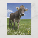 Search for activism postcards Nature
