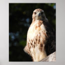 Search for red tailed hawk posters Hawks