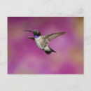 Search for vertebrate postcards David northcott
