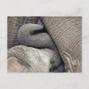 Search for elephants baby postcards Cute