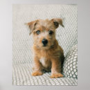 Search for terriers posters Dog