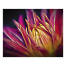 Search for macro flower posters Blooming