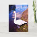 Search for swans christmas cards Water