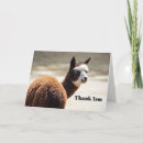Search for alpaca cards Mammal
