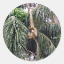 Search for gibbon stickers Monkey