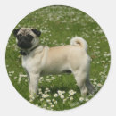 Search for mops stickers Carlin