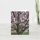 Search for spring tree cards Photography