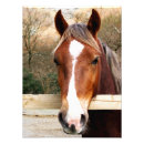 Search for chestnut posters Farm animals