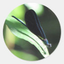 Search for damselfly stickers Dragonfly