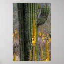 Search for agave posters Mexico