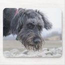 Search for mixed breed dog electronics Animal body part