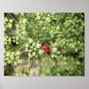 Search for ladybirds art Nature