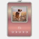 Search for pet supplies For pets