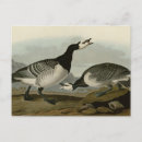 Search for barnacle Geese