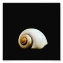 Search for snail art Nature