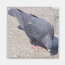 Search for pretty bird magnets Animals